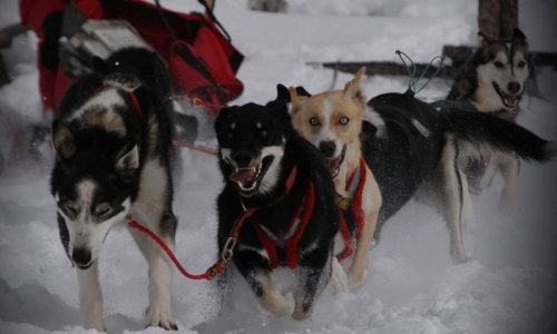 Dog Sledding Tours Crested Butte Gunnison Colorado Winter