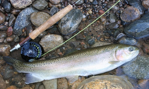 Fly Fishing