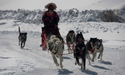 Dog Sled Tour in Crested Butte Colorado